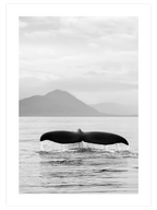 Balina Kuyruğu - Art Print