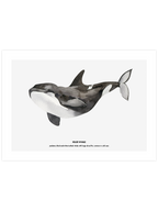 Balina N3 - Art Print