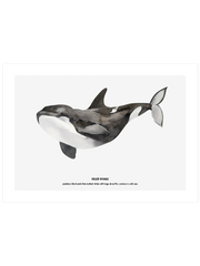 Balina N3 - Fine Art Poster