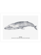 Balina N4 - Art Print
