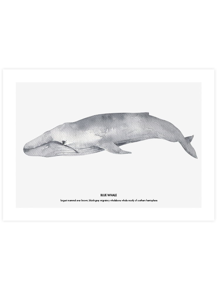 Balina N4 - Art Print