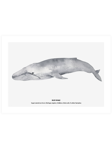 Balina N4 - Art Print