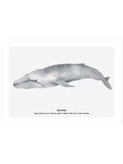 Balina N4 - Fine Art Poster