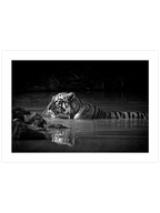 Bengal Kaplanı - Art Print