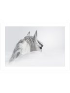 Beyaz At - Art Print