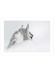 Beyaz At - Fine Art Poster