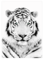 Beyaz Kaplan - Art Print