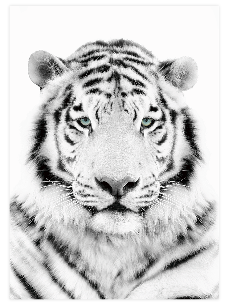 Beyaz Kaplan - Art Print