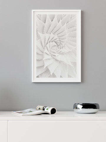 Beyaz Sukulent - Art Print