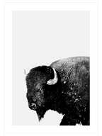 Bufalo - Art Print