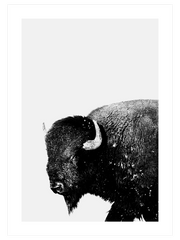 Bufalo - Fine Art Poster