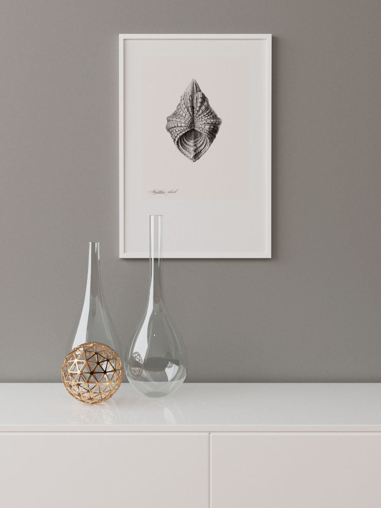 Deniz Kabuğu N3 - Art Print