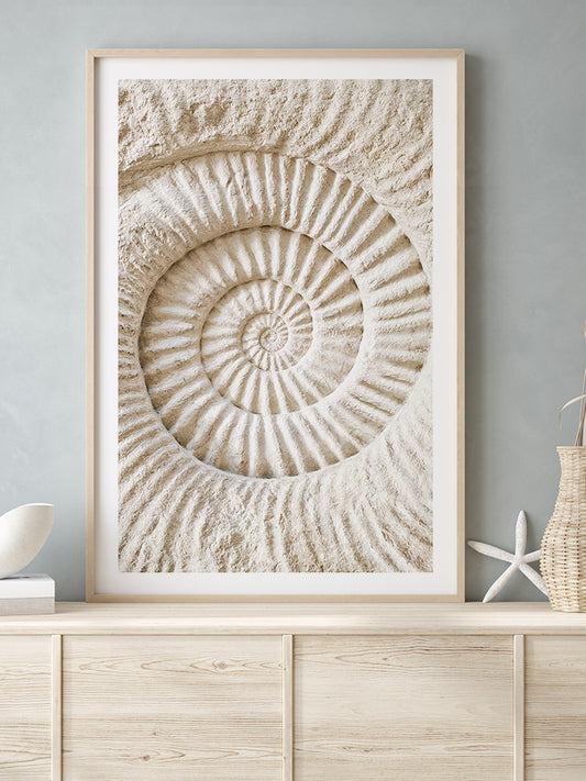 Seashell - Fine Art Poster