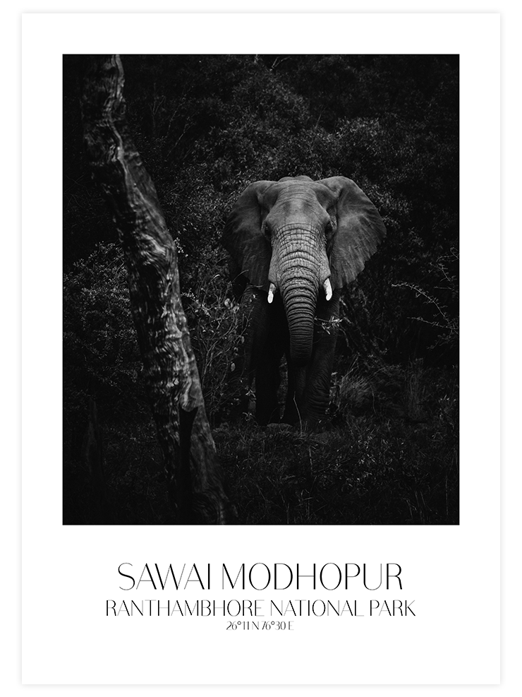 Elephant D'afrique - Art Print Ürün ana görseli