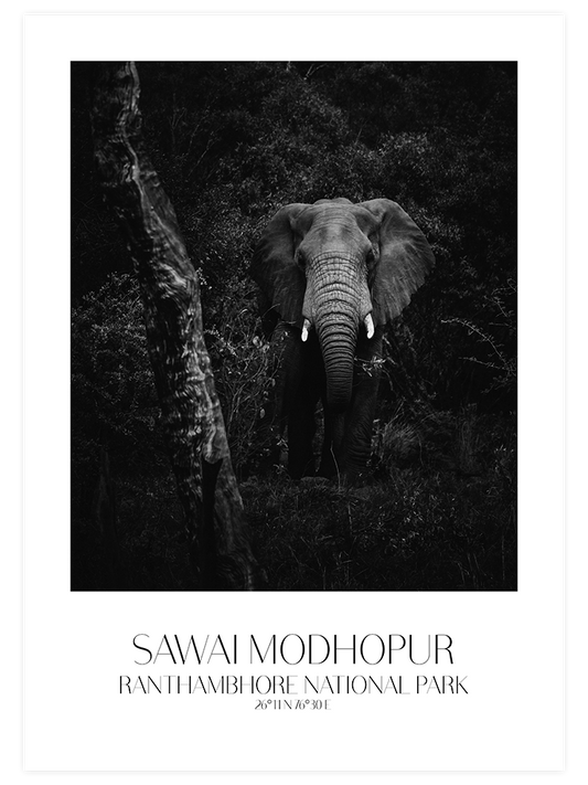 Elephant D'afrique Poster - Giclée Baskı