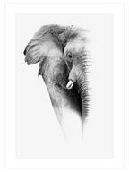 Elephant - Art Print