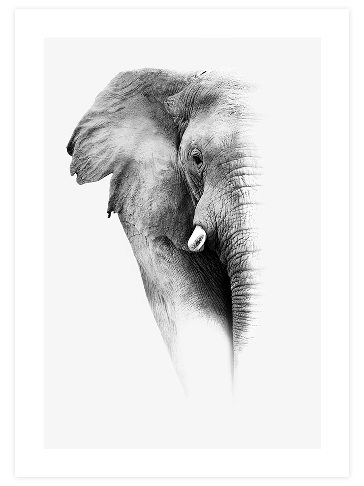 Elephant - Art Print Fotoğraflar Poster