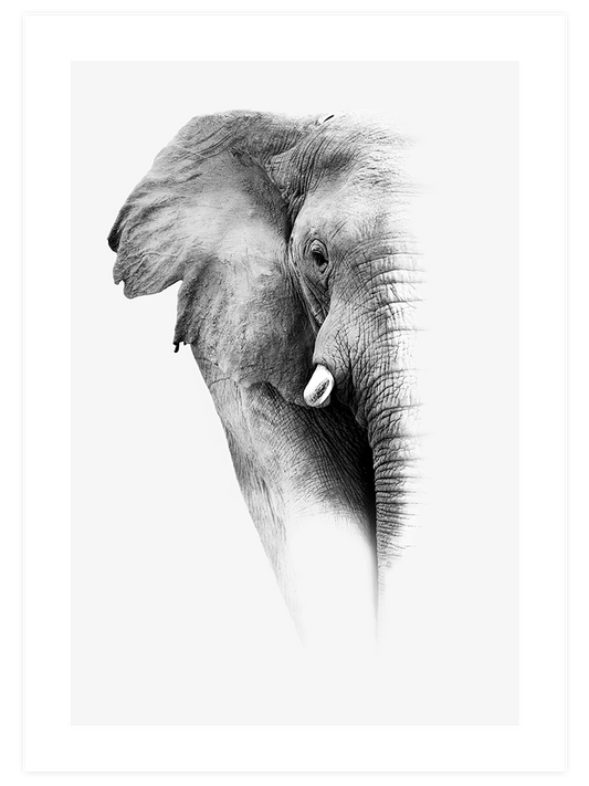 Elephant - Fine Art Poster