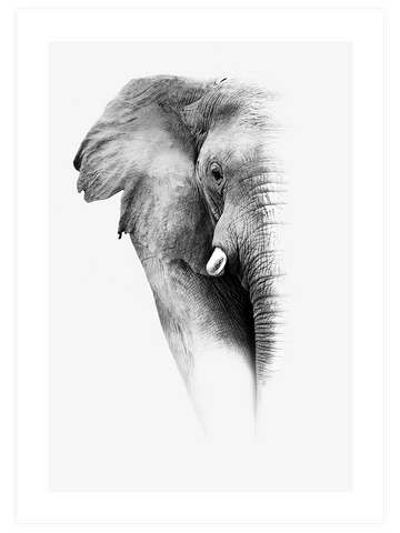 Elephant - Art Print