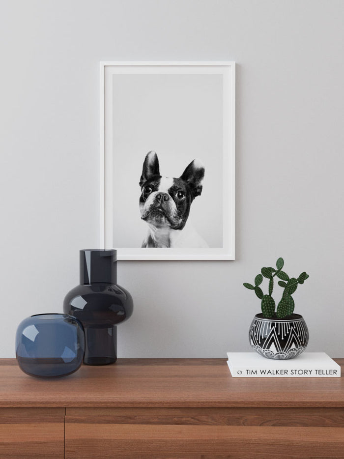 Fransız Bulldog - Art Print  Poster