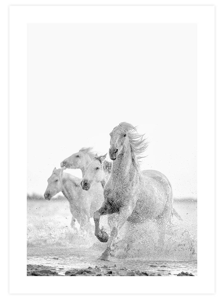 Freedom - Art Print Fotoğraflar Poster