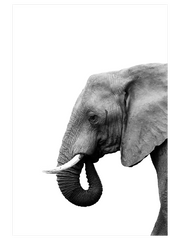 Fil - Fine Art Poster