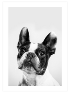 Fransız Bulldog - Art Print