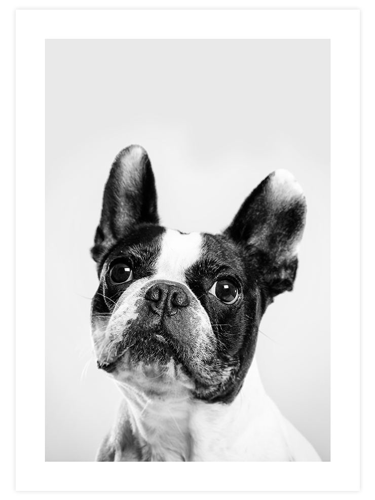Fransız Bulldog - Art Print Fotoğraflar Poster
