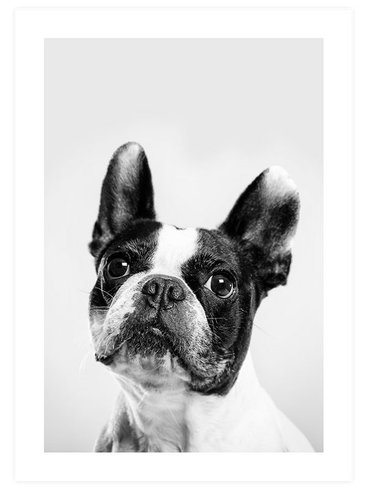 Fransız Bulldog Poster - Giclée Baskı