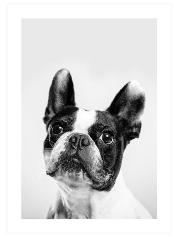 Fransız Bulldog - Art Print