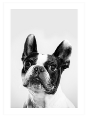 Fransız Bulldog - Art Print