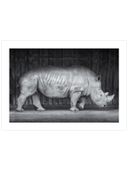 Gergedan - Art Print