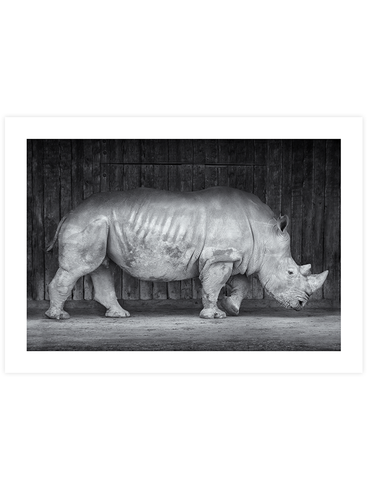 Gergedan - Art Print