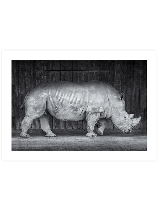 Gergedan - Art Print