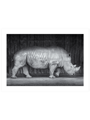 Gergedan - Art Print