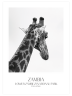 Girafe D'afrique - Art Print