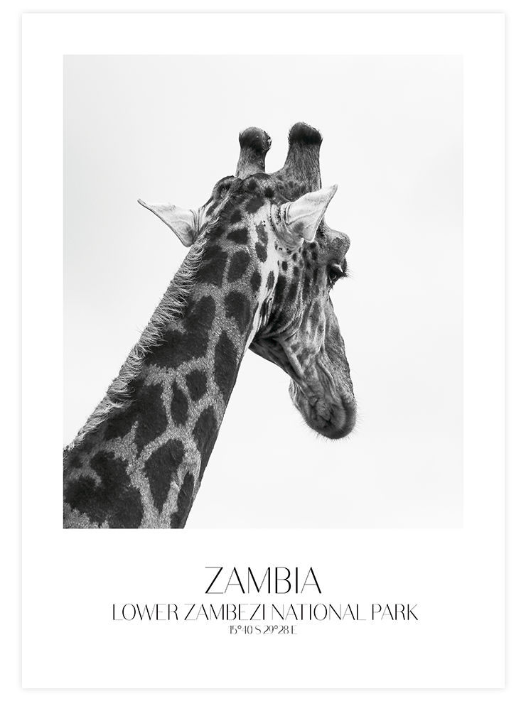 Girafe D'afrique - Art Print Fotoğraflar Poster