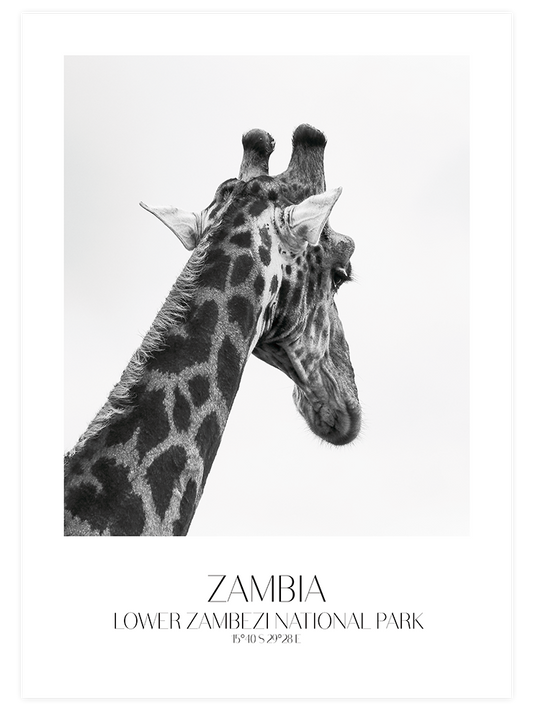 Girafe D'afrique Poster - Giclée Baskı
