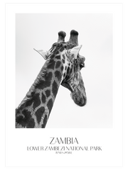 Girafe D'afrique Poster - Giclée Baskı