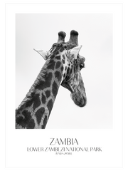 Girafe D'afrique - Fine Art Poster