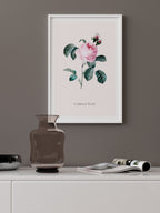 Cabbage Rose - Art Print