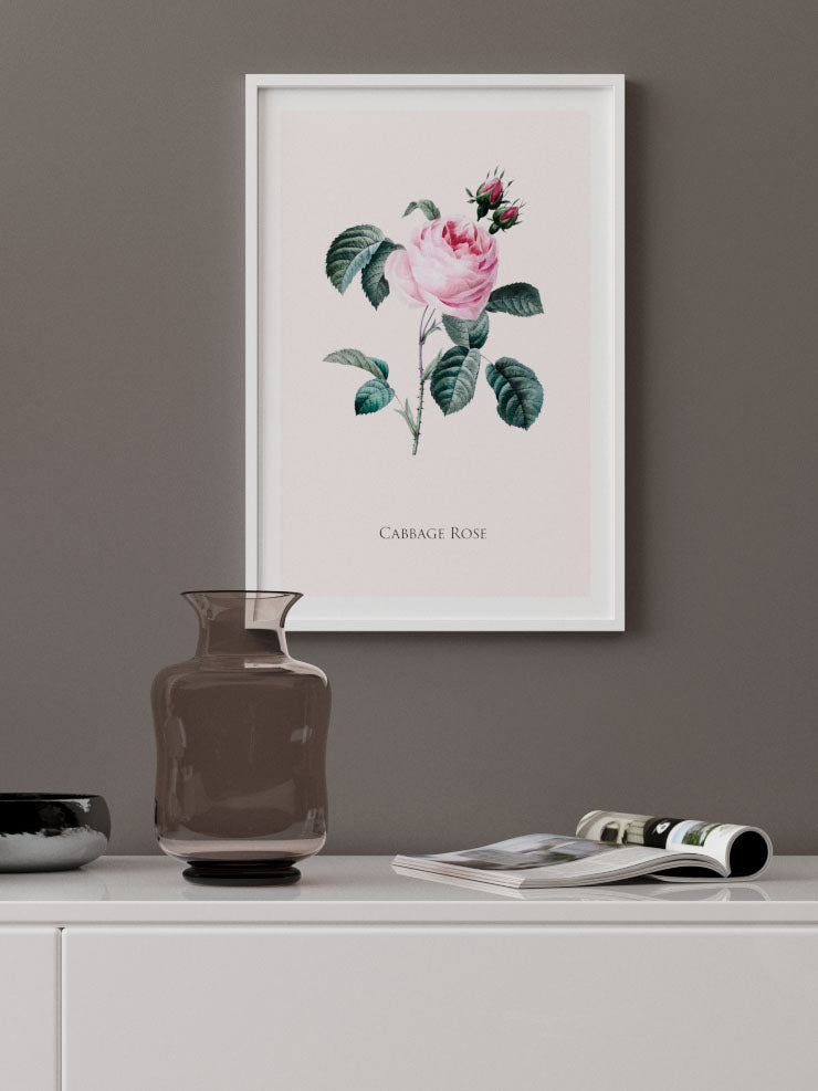 Cabbage Rose - Art Print  Poster