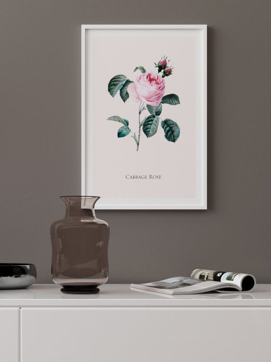 Cabbage Rose Poster - Giclée Baskı