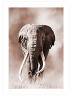 Ivoire - Art Print