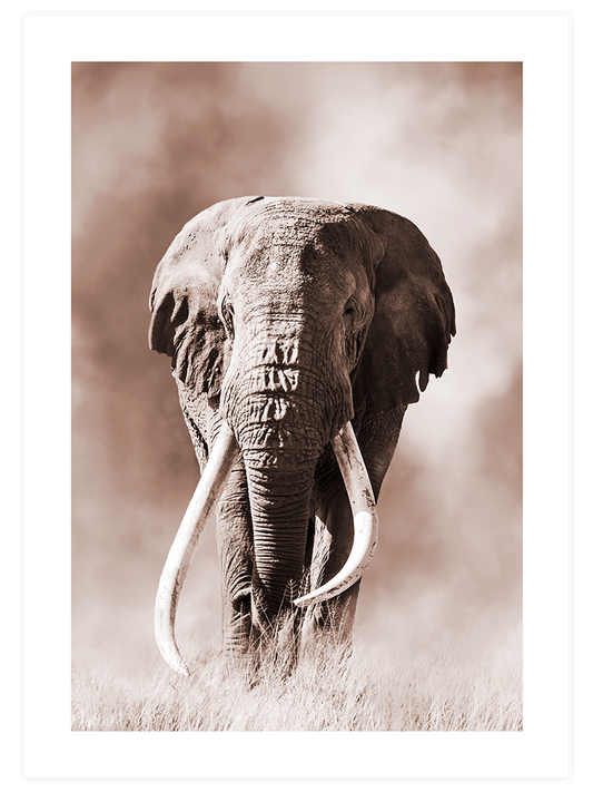 Ivoire - Art Print