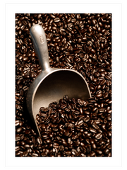 Kahve Çekirdekleri - Fine Art Poster