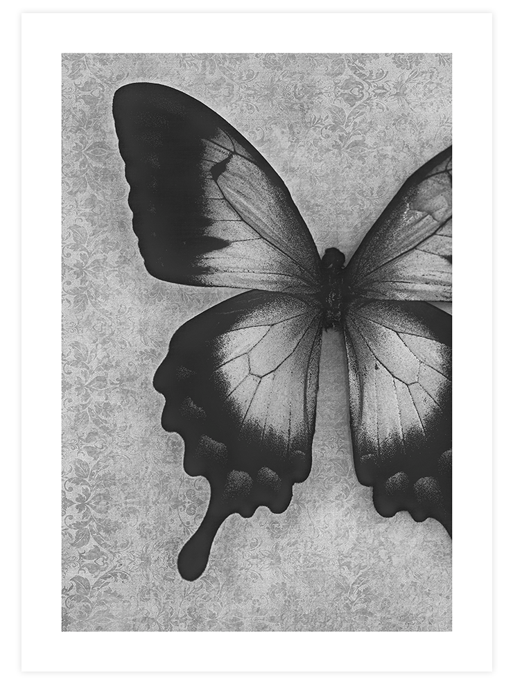 Kelebek - Art Print Fotoğraflar Poster