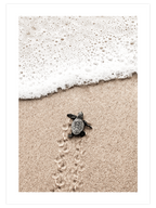 Küçük Kaplumbağa - Art Print