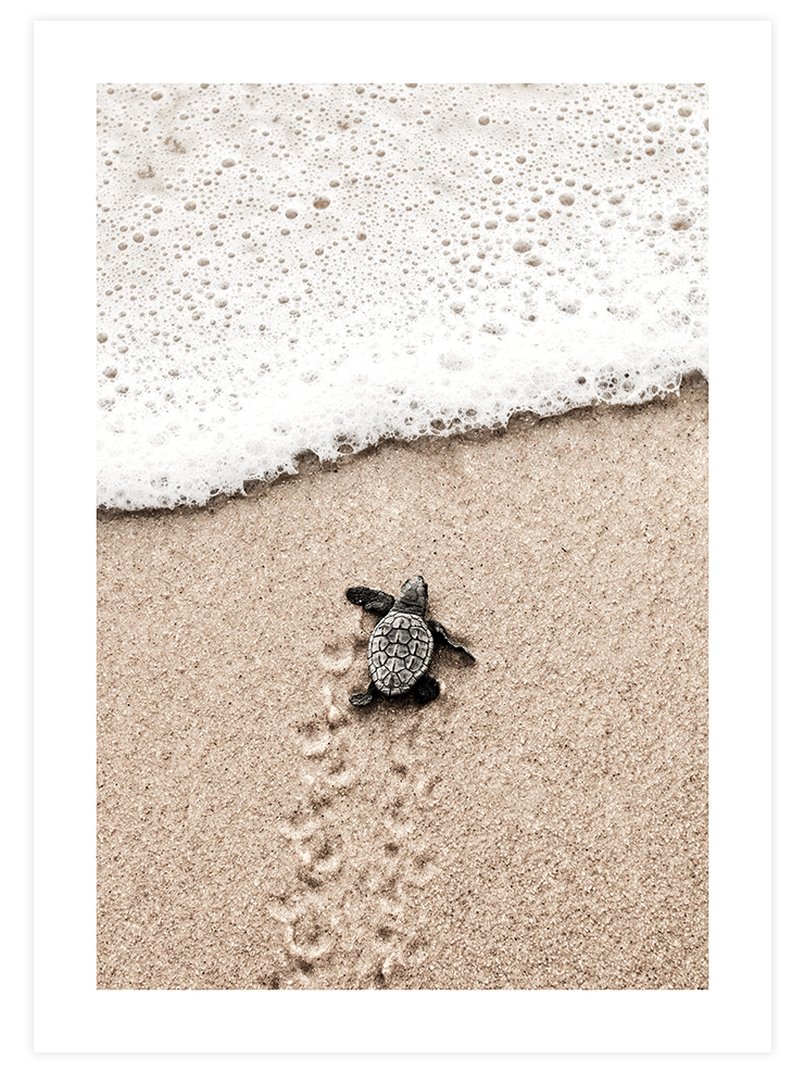 Küçük Kaplumbağa - Art Print