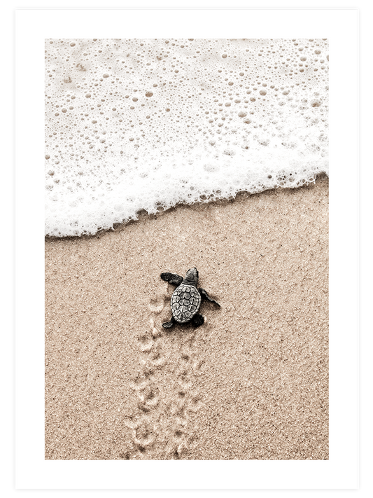 Küçük Kaplumbağa Poster - Giclée Baskı